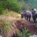 Medvěd hnědý - samice s mládětem