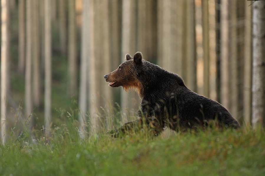 Medvěd hnědý-samec