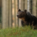 Medved hnědý-samec
